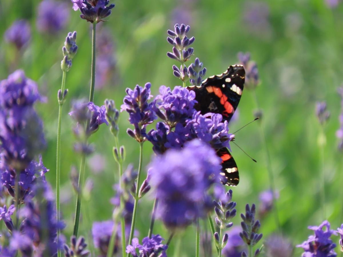 Noan Country House B&B Cashel  Esterno foto